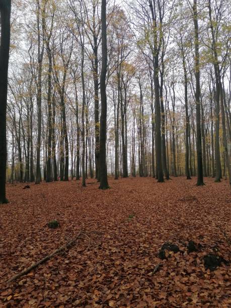 istock Photos of the forest in autumn 1293141621