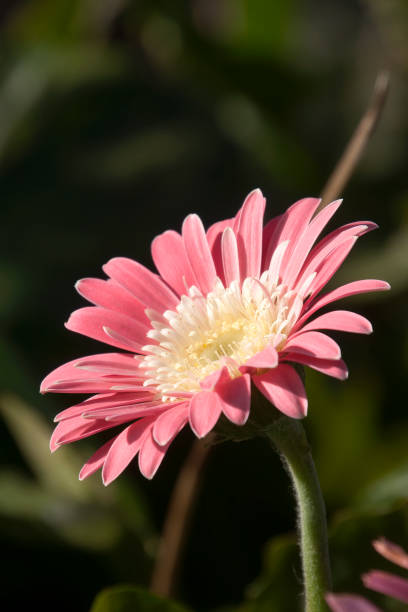 einzelne rosa blütenstamm von gerbera in der sonne - gerbera daisy stem flower head pink stock-fotos und bilder