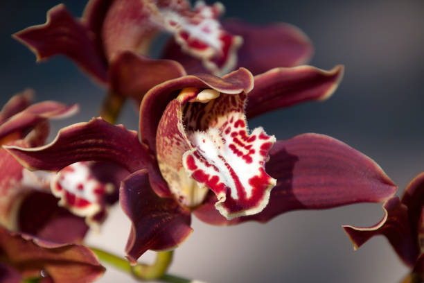 Orchid with dark petals in winter sunlight