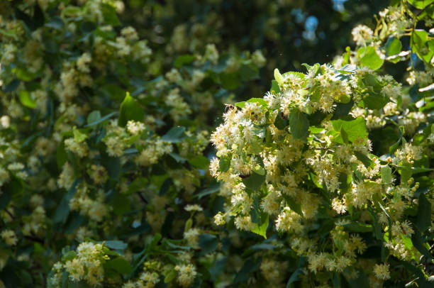 blooming Tilia branches close up