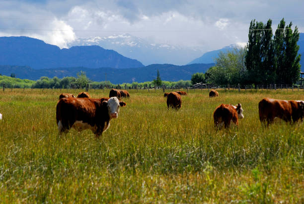 istock cows on pasture in patagonia 1293143470