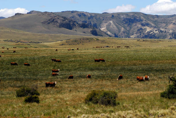 istock cows on pasture in patagonia 1293143471