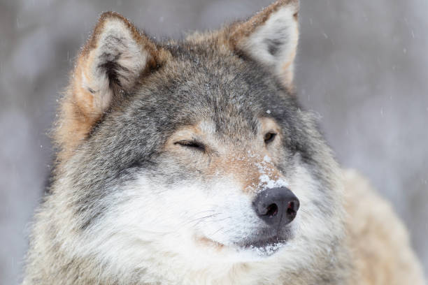 lobo focado está em linda e muito fria floresta de inverno - wolf norway woods winter - fotografias e filmes do acervo