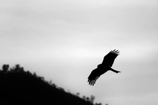 istock Silhouette of an Eagle flying 1293143662