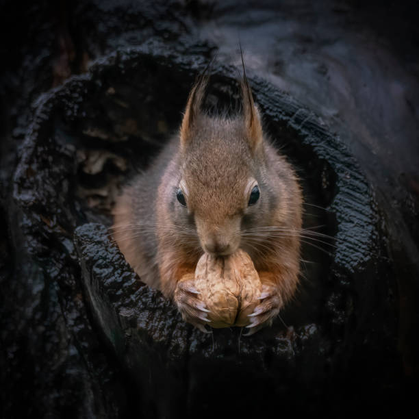 das eurasische rothörnchen (sciurus vulgaris) guckt vorsichtig aus dem loch eines baumes im wald von drunen, noord brabant in den niederlanden. - drunen stock-fotos und bilder