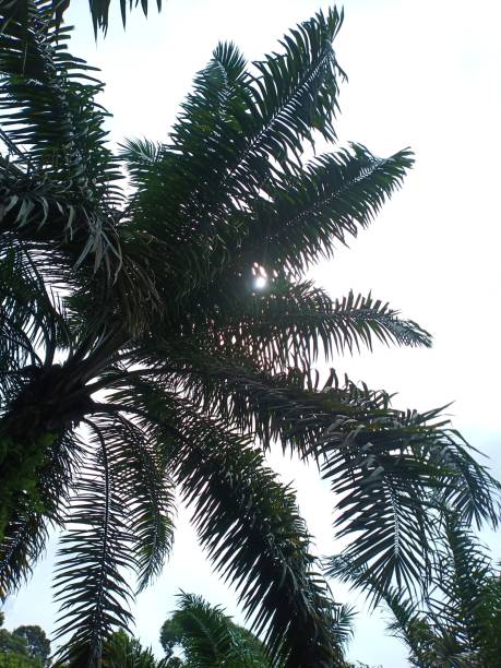 istock Palm oil leaves 1293145001