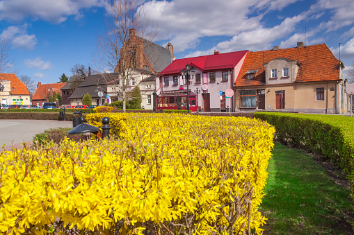 Poland, Wielkopolska, Pobiedziska, Market Square, Statue,forsythia in bloom st. Martin Church on the background, sunlit, early spring,