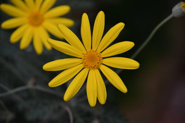 istock Various flowers in garden 1293145117