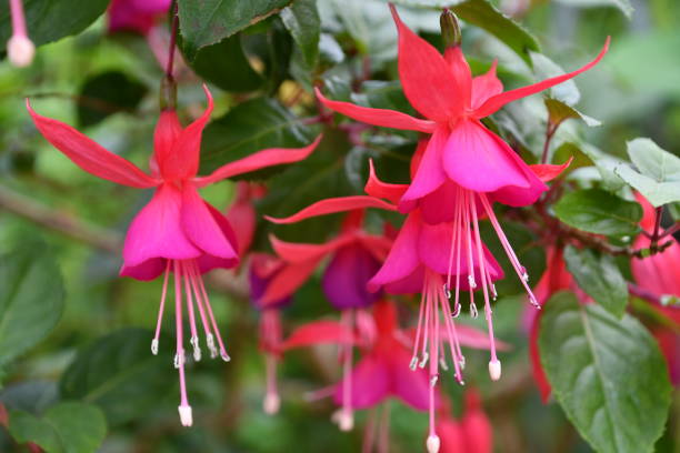 istock Various flowers in garden 1293145118