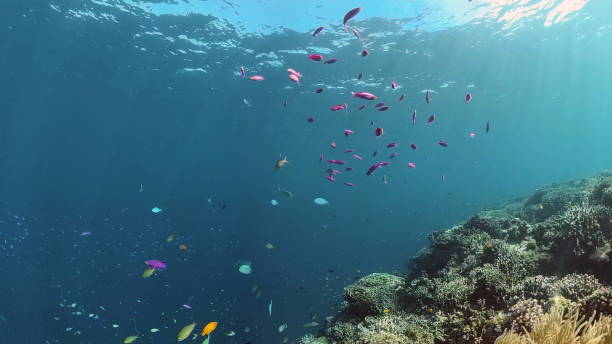 istock Coral reef and tropical fish underwater. Philippines 1293145627
