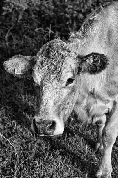 istock Cow on the salt marshes 1293145921