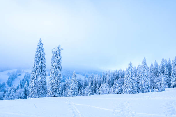 istock Beautiful forest scenery in winter 1293146005