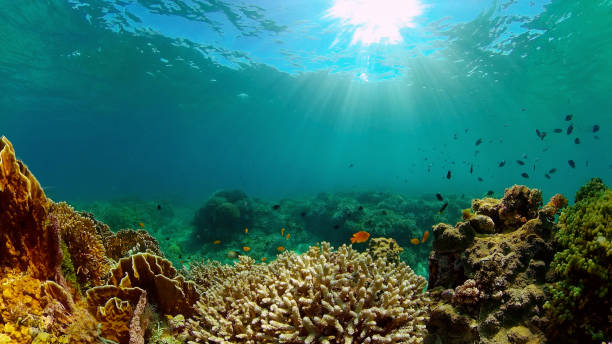 istock Coral reef and tropical fish. Philippines 1293146378