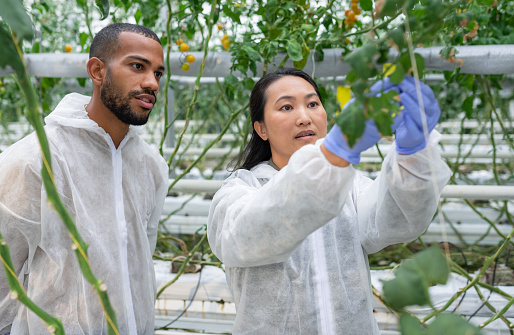 Male and female scientists farmers inspect the growth of hydroponic tomato plants and looking on tablet