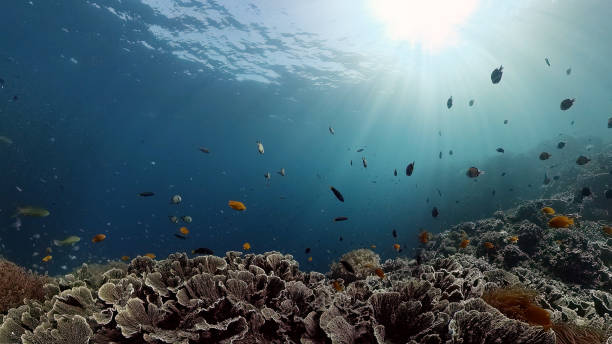 istock Coral reef and tropical fish. Philippines 1293147159