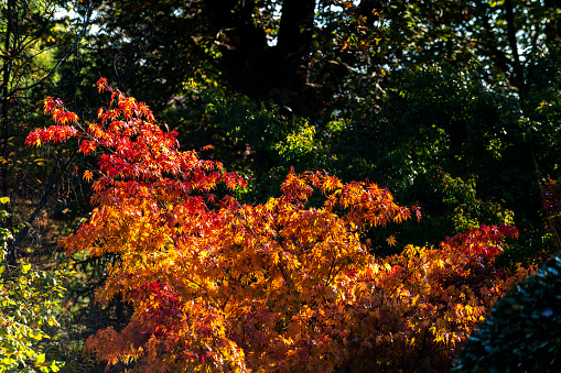 Red leaves on tree branches in autumn season. Ataturk Arboretum in Istanbul, Turkey. Selective focus.