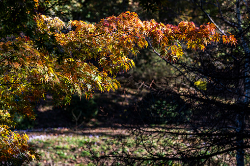 The branches with yellow leaves that hang over the lake in autumn and look like tassels. Ataturk Arboretum in Istanbul, Turkey. Selective focus.