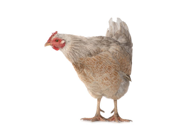 istock brown chicken isolated on a white 1293147360