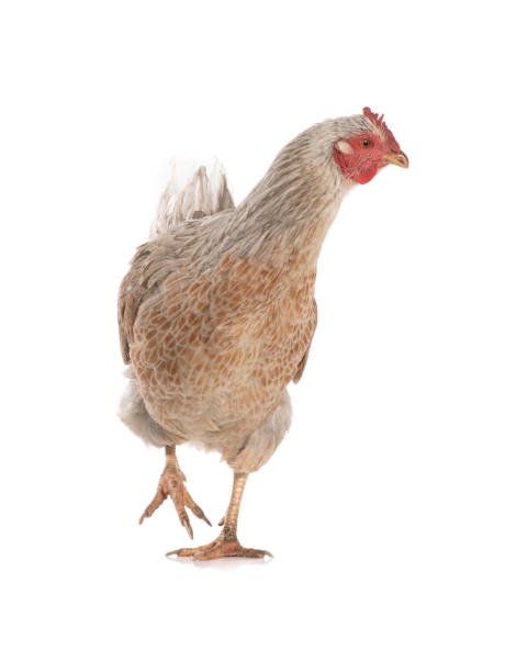 Running Chicken Front 2,000+ Chicken Running Stock Photos, Pictures & Royalty-Free Images ...