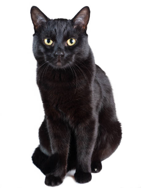 istock Black Cat sitting isolated on a white background. Soft focus. 1293147381
