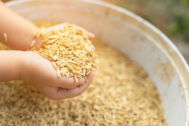istock Rice in hands of a child, concepts of rice milling, the basic processing steps of paddy to be rice or brown rice suitable for eating 1293149037