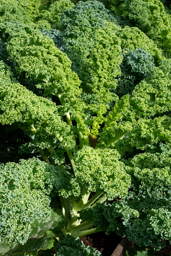 Fresh and organic kale plant in a vegetable garden.
