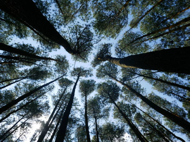 istock Bottom View Of Pine Trees Forest 1293153581
