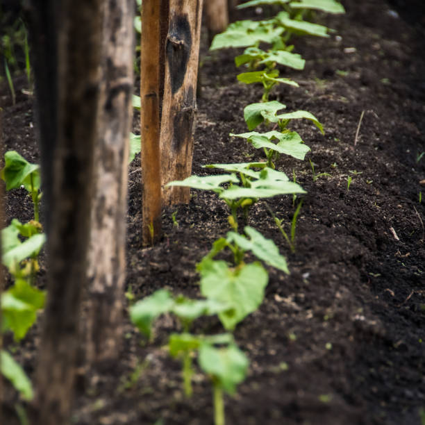 istock Row of young bean sprouts grows on bed in spring garden 1293153910
