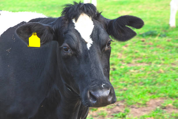 istock A dutch milk cow close up 1293154699