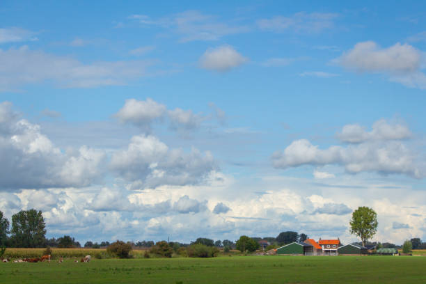 istock Traditional farmhouse with a Dutch polder 1293154820