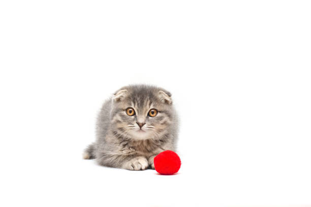 istock The cute Scottish cat on the white background 1293156664