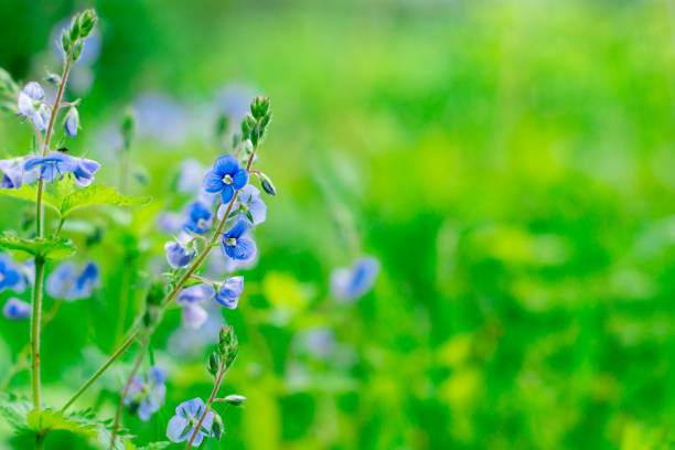 istock Blue flowers (Veronica chamaedrys) in a forest glade 1293158283