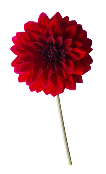 istock Large red dahlia isolated on white. 1293158395