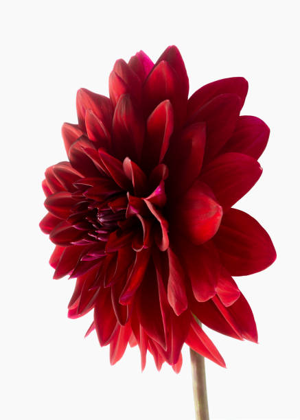 istock Large red dahlia isolated on white. 1293158404