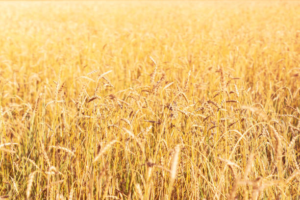 istock A field of golden ripe rye. 1293158417