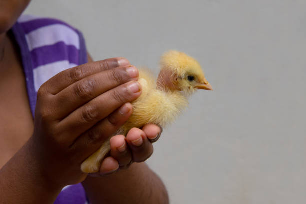 Asian baby boy holding Yellow Chicken chick , High quality photography, hands only