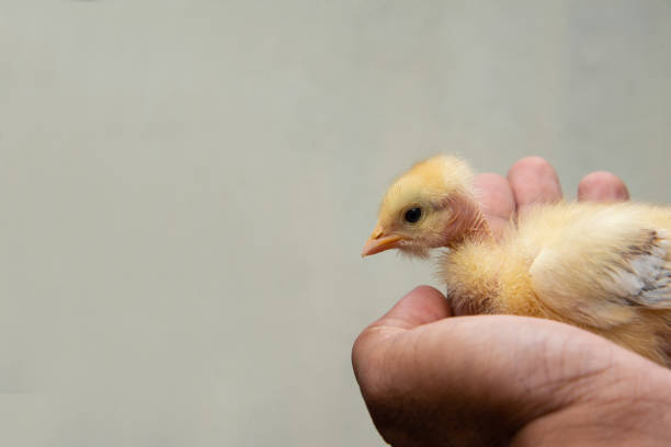 istock Yellow Chicken chick sitting in Asian man hand 1293158440
