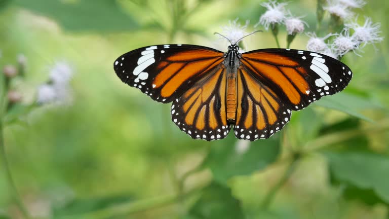 Common Tiger butterfly seeking nectar on Bitter bush or Siam weed blossom