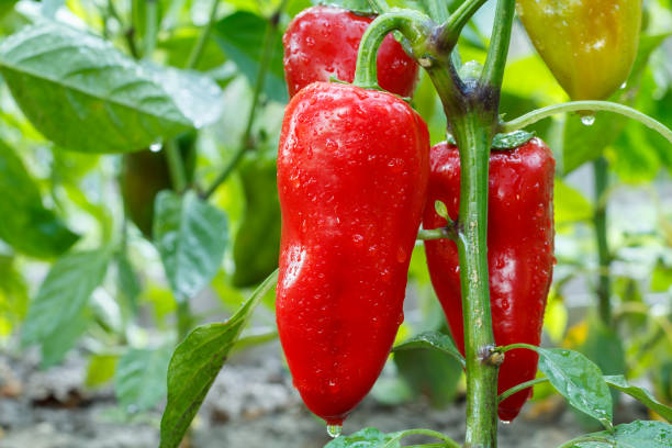 istock Ripe bell pepper growing on bush in the garden. 1293158513