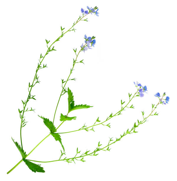 istock Flowering bush of germander speedwell (Veronica chamaedrys) 1293158629