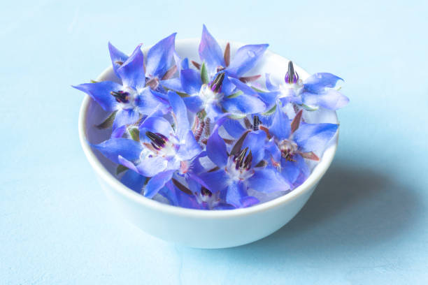 Bowl with borage flowers on a blue background. Alternative medicine and edible plants