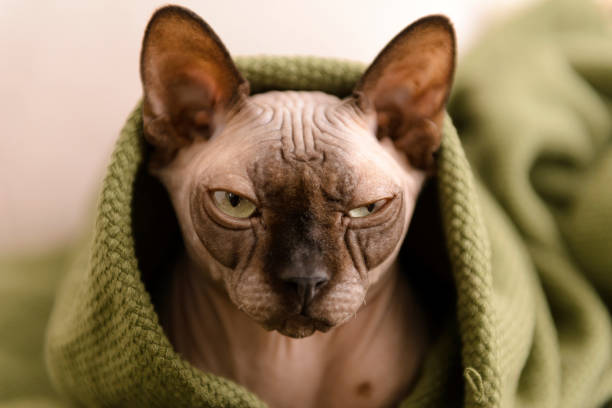 istock 1 cat canadian  Sphynx  under a green blanket close up 1293159413