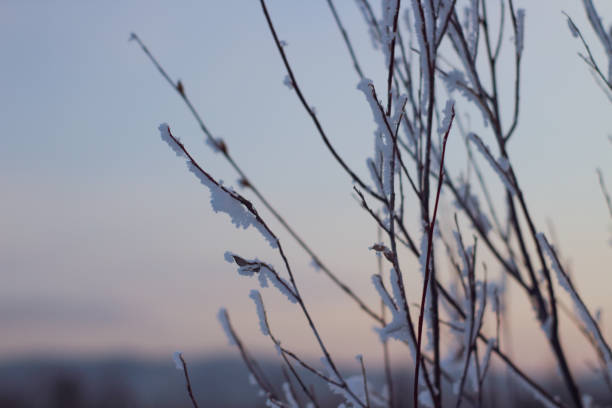 istock Bare Tree Branches covered with White Frost in Winter Sunset Dawn 1293161759