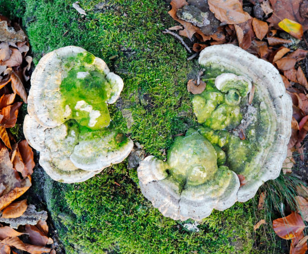 Pseudotrametes gibbosa (Pers. ex Pers.) Bond. & Sing. syn. Trametes gibbosa (Pers. ex Pers.) Fr. Buckeltramete Tramète bossu, Lumpy Bracket. Bracket 5–20cm across, 8–12cm wide, 1–8cm thick, semicircular often with a hump, single or in groups, upper surface downy or minutely velvety at first later smooth, greyish-white sometimes flushed cinnamon or yellowish (or greenish due to the growth of algae amongst the surface hairs), margin thick when young becoming acute. Flesh white, corky. Tubes 3–15mm long, whitish to yellow. Pores 1–2 per mm, elongated, slot-like, grey-white then creamy. Spores white, subcylindric, 4–5 x 2–2.5um. Hyphal structure trimitic. Habitat on dead deciduous trees, especially beech. Season all year (sporulating in late spring). Frequent. Not edible. Found In Europe.\n\nThis group of Wood Fungi grew on a weathered Trunk of Beech (Fagus sylvatica) in a Beech Lane. It is a common Species in the Netherlands.
