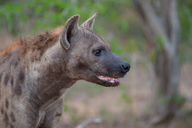istock Hyena in the Wild 1293162035
