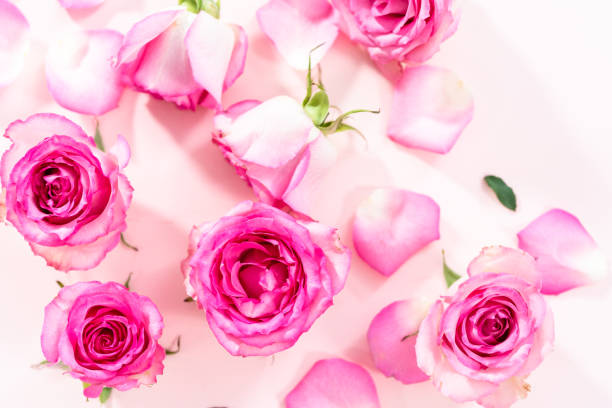istock Pink roses and rose petals on a pink background. 1293162094