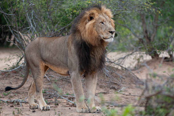 istock Male Lion in the Wild 1293162181