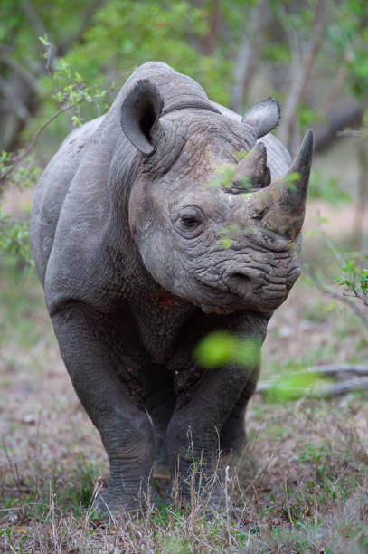 istock Black Rhino in the Wild 1293162403
