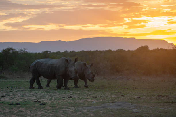 istock White Rhinos at Sunset 1293162530