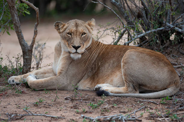 istock Wild female Lion 1293162551